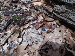 Hepatica americana