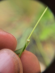 Enneapogon scoparius