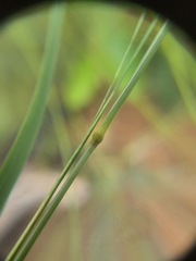 Enneapogon scoparius