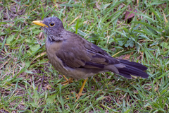 Turdus falcklandii