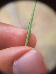 Enneapogon scoparius