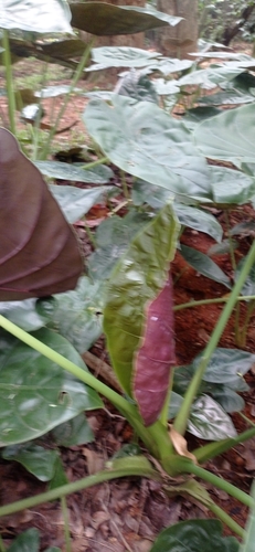 Foto de Alocásia