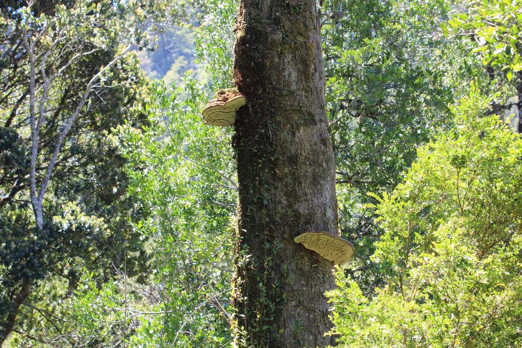 Ganoderma australe · December 2021 · photo: © cesar383 (iNaturalist, cc-by-nc)