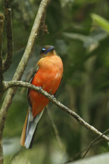 Harpactes duvaucelii