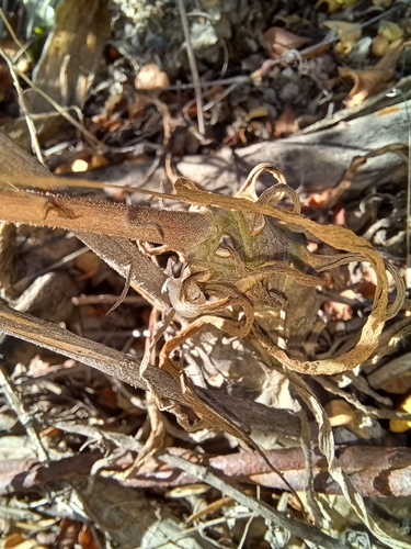 Image of Tylecodon ventricosus by (c) Danie Palm, some rights reserved (CC BY)