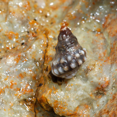 Echinolittorina pascua