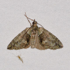 Hydriomena pluviata