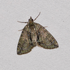 Hydriomena pluviata