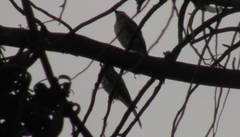 Myiodynastes maculatus