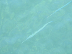 Platybelone argalus