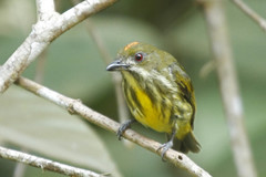 Yellow-Breasted Flowerpecker photo 2