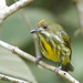 Yellow-breasted Flowerpecker - Photo (c) Linda, some rights reserved (CC BY-NC), uploaded by Linda