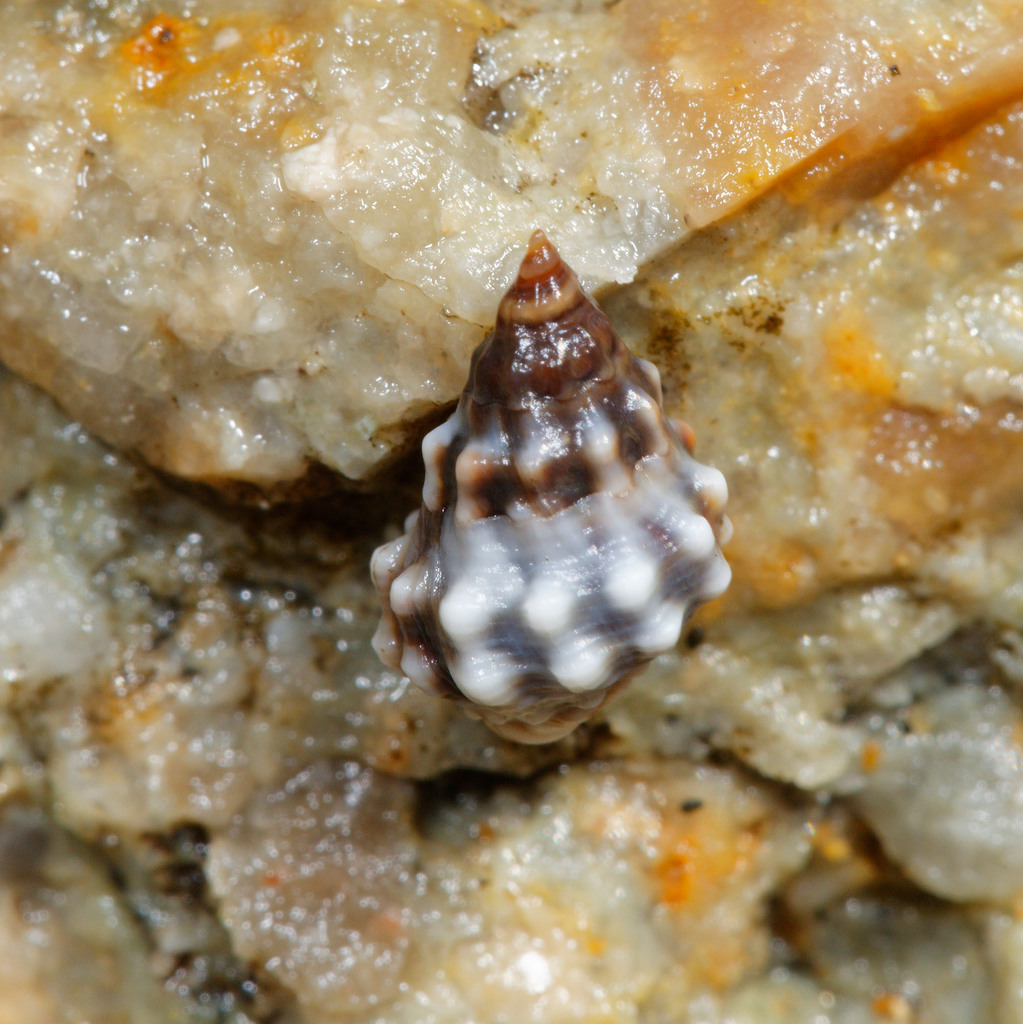 Echinolittorina pascua