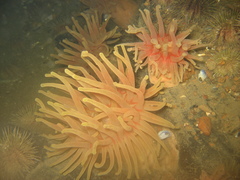 Cribrinopsis similis