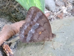 Pseudodebis valentina