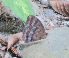 Pseudodebis valentina