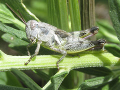 Melanoplus discolor