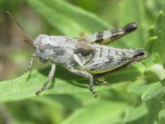 Melanoplus discolor