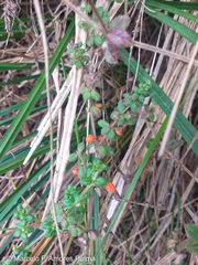 Galium hypocarpium