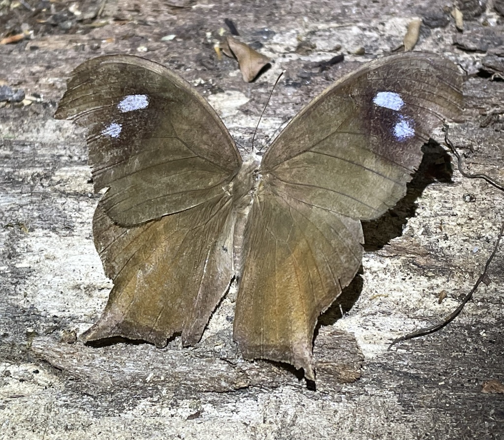 Violet-eyed Evening Brown