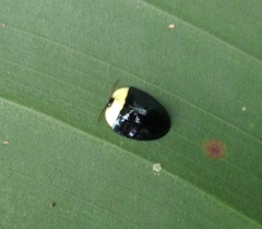 Imatidium thoracicum