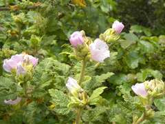 Malacothamnus involucratus