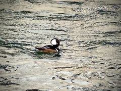 Lophodytes cucullatus