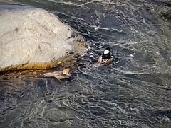 Lophodytes cucullatus