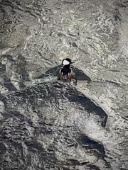 Lophodytes cucullatus