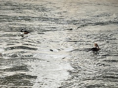 Lophodytes cucullatus