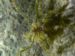 Ammothea hilgendorfi