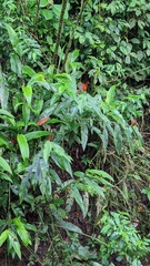 Heliconia mathiasiae