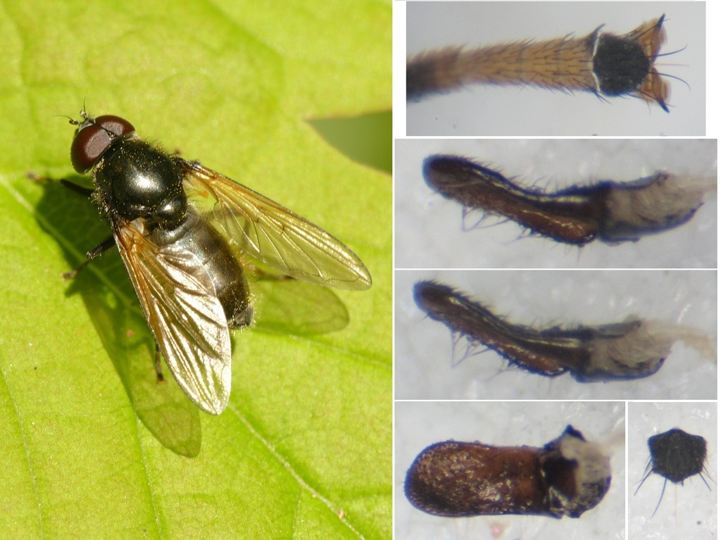 Cheilosia albitarsis