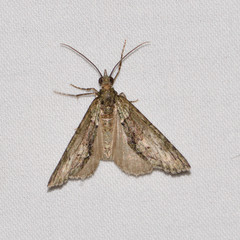 Hydriomena pluviata