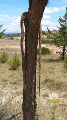 Pituophis lineaticollis