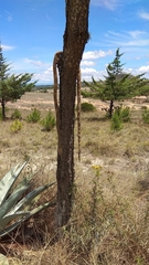 Pituophis lineaticollis