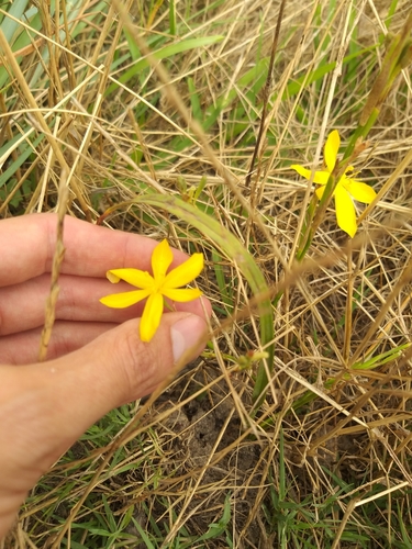 Image of Moraea lewisiae by no rights reserved