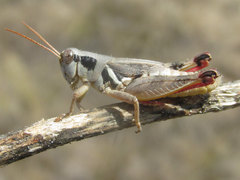 Melanoplus discolor