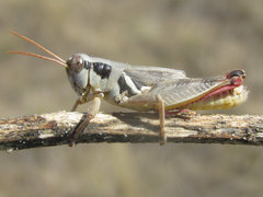 Melanoplus discolor