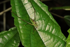 Engonia