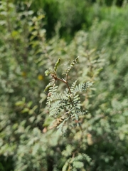 Prosopis