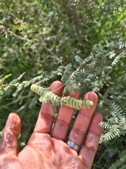 Prosopis