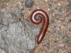 Rhinocricidae