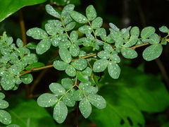 Calliandra mollissima