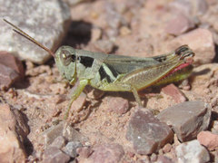 Melanoplus discolor