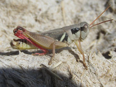 Melanoplus discolor