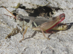 Melanoplus discolor