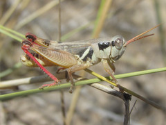 Melanoplus discolor