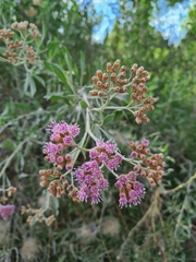 Tessaria absinthioides