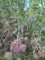 Tessaria absinthioides